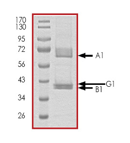 Recombinant human AMPK alpha1 + AMPK beta1 + AMPK gamma1 protein