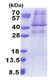SDS-PAGE - Recombinant Human AMPK gamma 1 protein (denatured) (His tag N-Terminus) (AB171672)