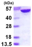 SDS-PAGE - Recombinant Human AMPS protein (AB113582)