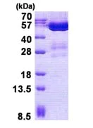 SDS-PAGE - Recombinant Human AMSH-LP protein (His tag N-Terminus) (AB139776)