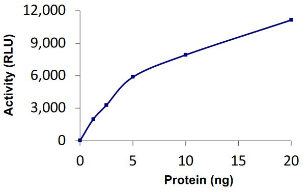 Functional Studies - Recombinant human AMSH protein (Active) (AB268347)