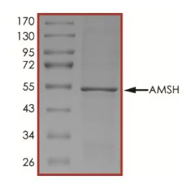 SDS-PAGE - Recombinant human AMSH protein (Active) (AB268347)