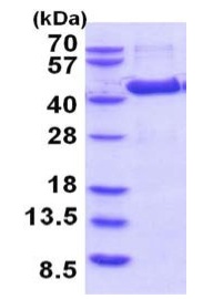 SDS-PAGE - Recombinant Human AMT protein (AB202602), expandable thumbnail