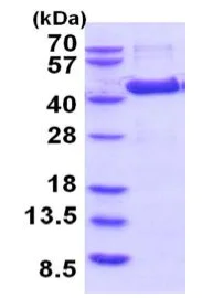 SDS-PAGE - Recombinant Human AMT protein (His tag N-Terminus) (AB202602)
