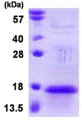 SDS-PAGE - Recombinant Human ANAPC13 protein (T7 tag N-Terminus) (AB123152)
