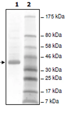 SDS-PAGE - Recombinant Human and Mouse Angiopoietin 1 + COMP (Tag Free, DDDDK tag N-Term) (AB198474)