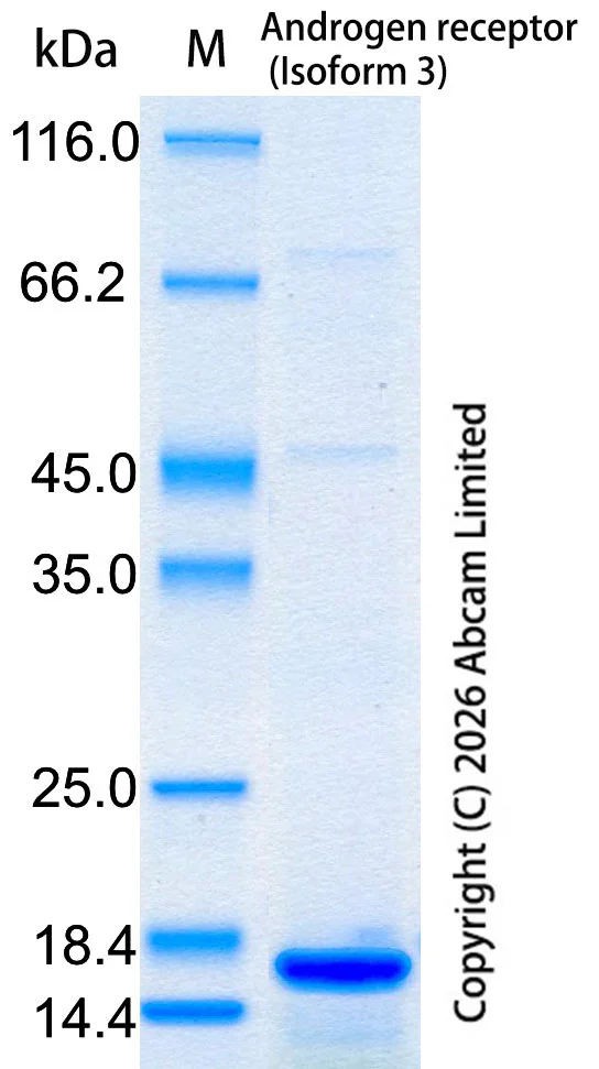 SDS-PAGE - Recombinant Human Androgen receptor (Isoform 3) Protein Standard (His tag) (AB317678)