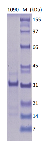 SDS-PAGE - Recombinant Human Androgen Receptor protein (His tag) (AB82124), expandable thumbnail