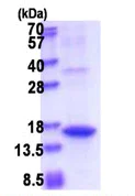 SDS-PAGE - Recombinant Human Angiogenin protein (denatured) (AB177677)