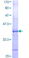 SDS-PAGE - Recombinant Human Angiotensin II Type 1 Receptor protein (GST tag N-Terminus) (AB157870)