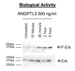 Biological Activity - Recombinant human ANGPTL3 protein (DDDDK tag C-Terminus) (AB271363)