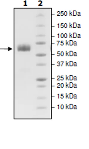 SDS-PAGE - Recombinant human ANGPTL3 protein (DDDDK tag C-Terminus) (AB271363)