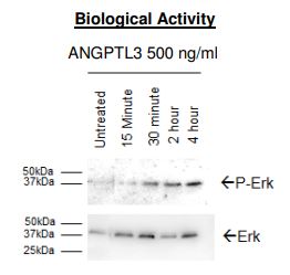 Recombinant human ANGPTL3 protein (Tagged)