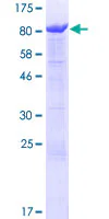 SDS-PAGE - Recombinant Human ANKHD1 protein (GST tag N-Terminus) (AB162876)