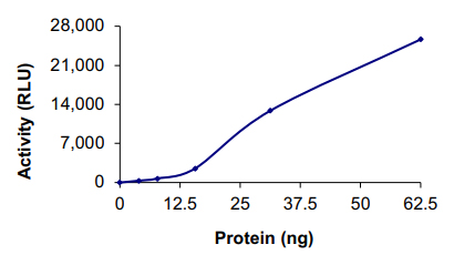 Recombinant human ANKK1 protein