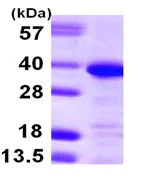 SDS-PAGE - Recombinant Human Annexin-13/ANXA13 protein (AB105616)