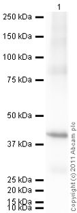 Western blot - Recombinant Human Annexin-2/ANXA2 protein (AB93005)