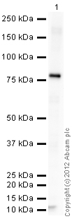 Western blot - Recombinant Human Annexin-6/ANXA6 protein (6x His) (AB92968)