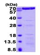 SDS-PAGE - Recombinant Human Annexin-6/ANXA6 protein (His tag N-Terminus) (AB92934)