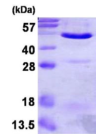 SDS-PAGE - Recombinant Human Annexin-7/ANXA7 protein (AB123173)