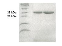 SDS-PAGE - Recombinant Human Annexin V/ANXA5 protein (AB255714)