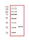 SDS-PAGE - Recombinant Human Annexin V/ANXA5 protein (AB85159)