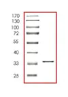 SDS-PAGE - Recombinant Human Annexin V/ANXA5 protein (AB85159)