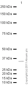Western blot - Recombinant Human Annexin V/ANXA5 protein (Tag Free) (AB89493)