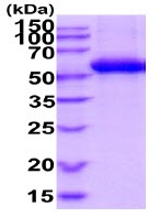 SDS-PAGE - Recombinant human Antithrombin III/ATIII protein (Active) (His tag C-Terminus) (AB234969)