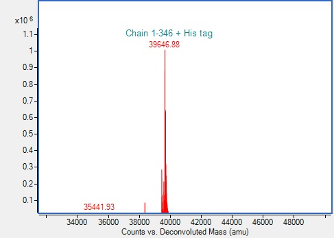Mass Spectrometry - Recombinant Human ANXA1 Protein (His-tag) (AB317875), expandable thumbnail