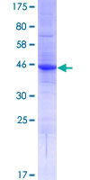 Recombinant Human AP-Q protein