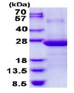 SDS-PAGE - Recombinant Human AP3S1 protein (AB137169)