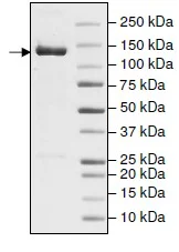 SDS-PAGE - Recombinant Human APAF1 protein (His tag N-Terminus + DDDDK tag N-Terminus) (AB198064)
