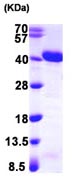 SDS-PAGE - Recombinant Human APE1 protein (T7 tag N-Terminus) (AB103260)