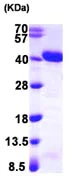 SDS-PAGE - Recombinant Human APE1 protein (T7 tag N-Terminus) (AB103260)