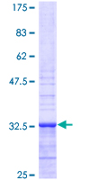 SDS-PAGE - Recombinant Human Apelin protein (AB152927), expandable thumbnail
