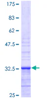 SDS-PAGE - Recombinant Human Apelin protein (GST tag N-Terminus) (AB152927)