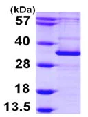 SDS-PAGE - Recombinant Human APG5L/ATG5 protein (AB103787)