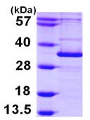 SDS-PAGE - Recombinant Human APG5L/ATG5 protein (His tag N-Terminus) (AB103787)