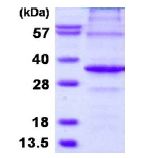 SDS-PAGE - Recombinant Human APIP protein (AB128440), expandable thumbnail