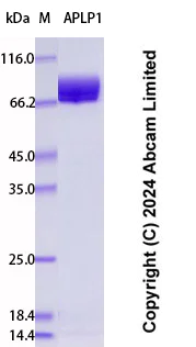 SDS-PAGE - Recombinant Human APLP1 Protein Standard (His tag) (AB323041)