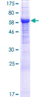 SDS-PAGE - Recombinant Human APMAP protein (GST tag N-Terminus) (AB132786)