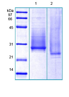 SDS-PAGE - Recombinant Human Apo-D protein (AB184598)