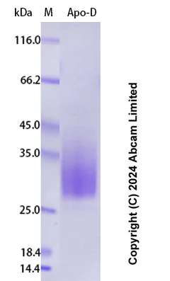 SDS-PAGE - Recombinant Human Apo-D Protein Standard (His tag) (AB323083)