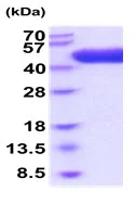 SDS-PAGE - Recombinant Human Apo-H protein (His tag) (AB219426)