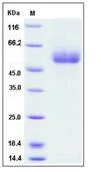SDS-PAGE - Recombinant human Apo-H protein (His tag) (AB276373)