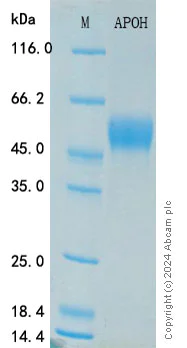 SDS-PAGE - Recombinant Human Apo-H Protein Standard (His tag) (AB316489)