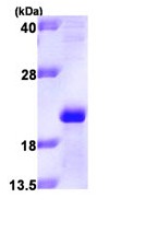 SDS-PAGE - Recombinant Human Apo-M protein (His tag N-Terminus) (AB93935)