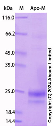 SDS-PAGE - Recombinant Human Apo-M Protein Standard (AB322694), expandable thumbnail