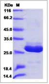SDS-PAGE - Recombinant Human APOA1BP protein (His tag) (AB276539)